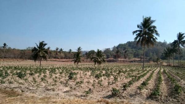 ����Ҫ� �� goodlada24