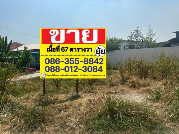 ��ѡ��� �� zionasset1