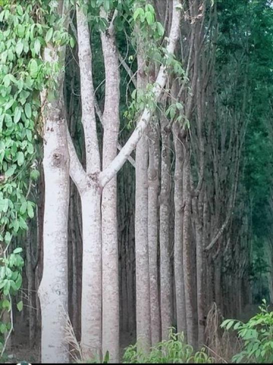 ������� �� ahousepost9