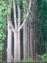 ��·��Թ �Ҥһ�С�Ȣ�� 496,800,000 �ҷ