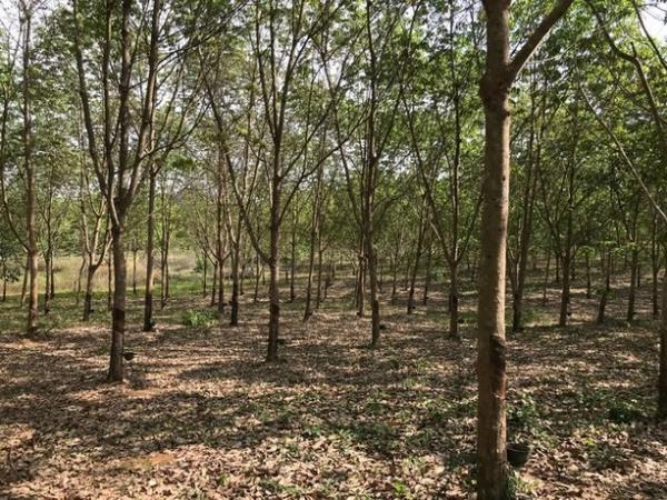 ��·��Թ �ҡ�� ���