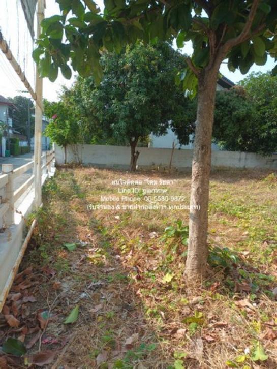 �ѧ�ͧ��ҧ �� domepost66