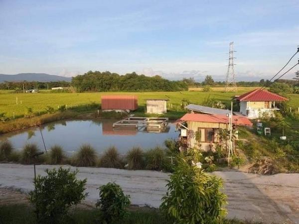 ������ �� onanong khumaphao