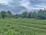 ขาย ที่ดิน