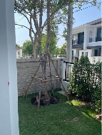 ��ҹ ���ͧ 56.70 ���ҧ��