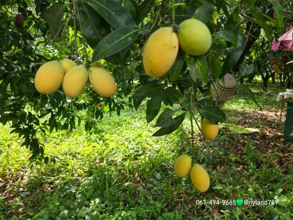 ���Թ ���ǹ �����