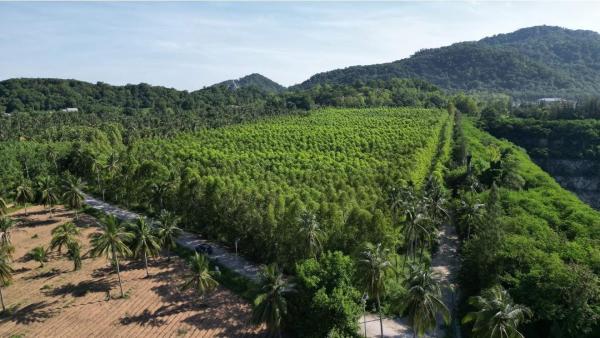 ที่ดิน บางพระ ชลบุรี