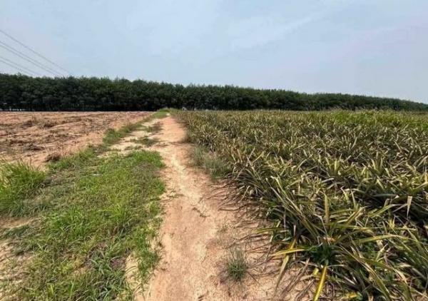 ����Ҫ� �� goodlada24