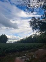 ��� ���Թ ��ǡᴧ