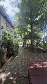 ��º�ҹ �ҧ��