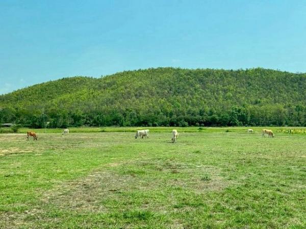 �ѹ��ᾧ �� northern1