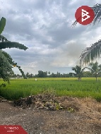 ��� ���Թ ˹ͧ�͡ ��ا෾