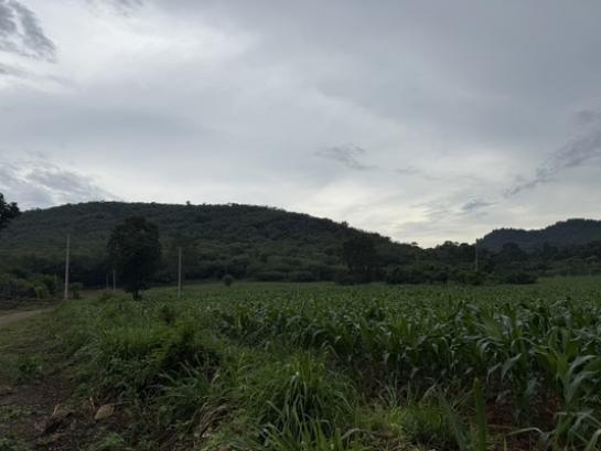 ����Ҫ���� �� Estate Corner