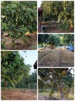 ��·��Թ �Ҥһ�С�Ȣ�� 450,000 �ҷ