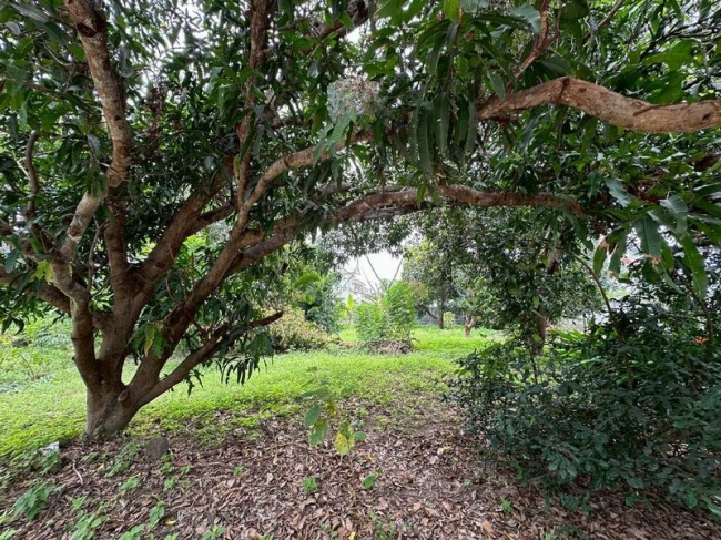 ���ͧ �� A House property