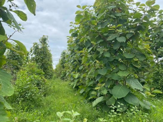 ���Թ �ԨԵ� ʹ������