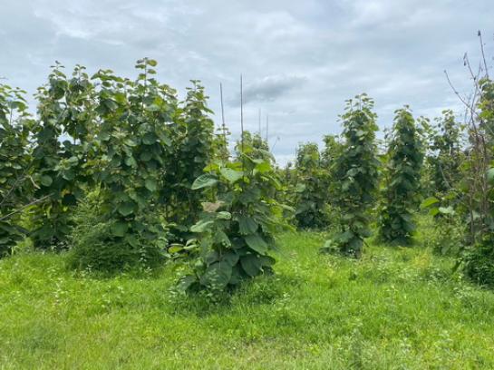 ���Թ �ԨԵ� ��鹷��������