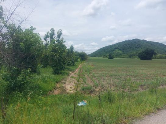 ���Թ �ԨԵ� ��ȵ��ѹ��