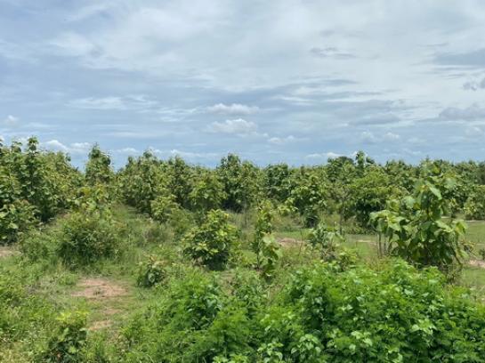 ���Թ �ԨԵ� �ѹ˹�ҷ�ȵ��ѹ��