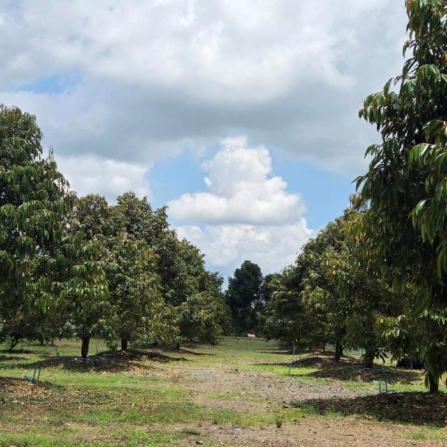 ���Թ ���ǹ �����¹