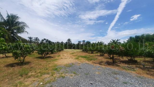 �����ҹ �� central2