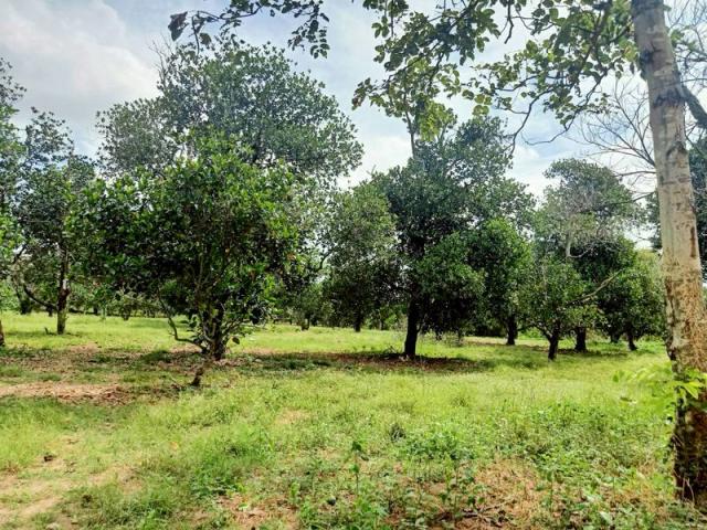 ����Ҫ� �� A House property