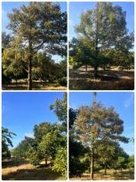 ��·��Թ �Ҥһ�С�Ȣ�� 799,000 �ҷ