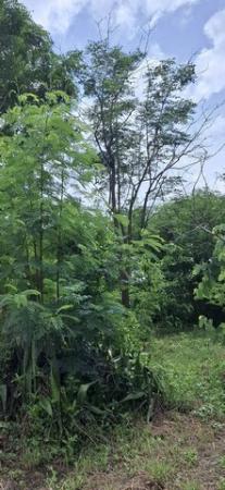 ���Թ�Ⱥ�����ͧ�ҡ��� �������