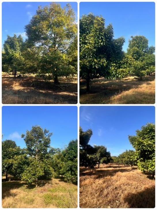 �Т�� �� sopa