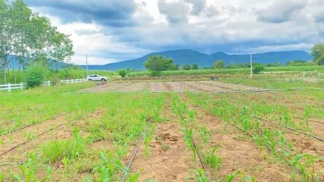 ที่ดิน 5 ไร่ ที่ดิน 5 ไร่