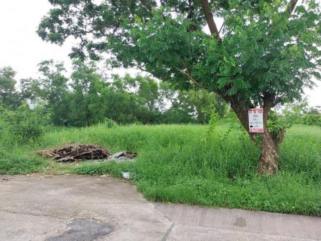 ���Թ �����