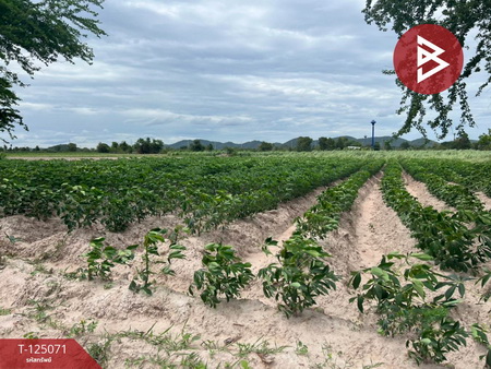 �Ҫ���� �� The Best Property Agent