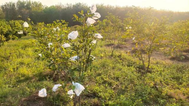 ���Թ ���