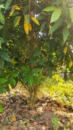 ���Թ ��� ����˹��