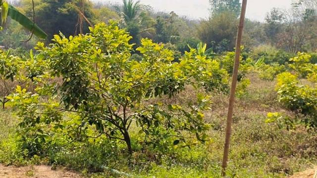 ��·��Թ ����ǧ ���