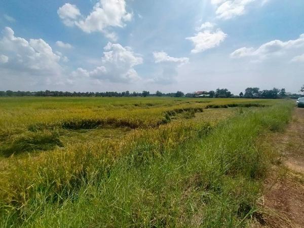 ที่ดิน 7 ไร่ ที่ดิน 7 ไร่