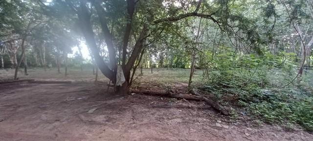 ขายที่ดิน เมือง 14 ไร่ ขายที่ดิน เมือง 14 ไร่