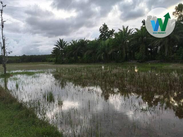 ��·��Թ �ǹ��ع�ѷ�ا