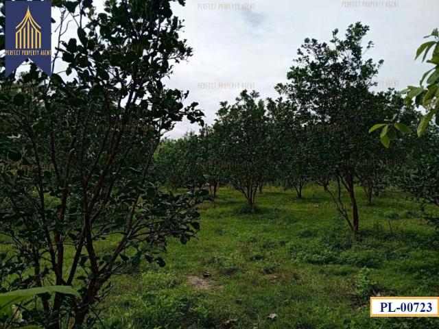 ��·��Թ �Թ�ӻҧ