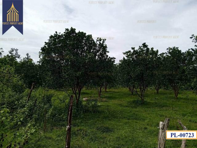 ��·��Թ �Թ�ӻҧ