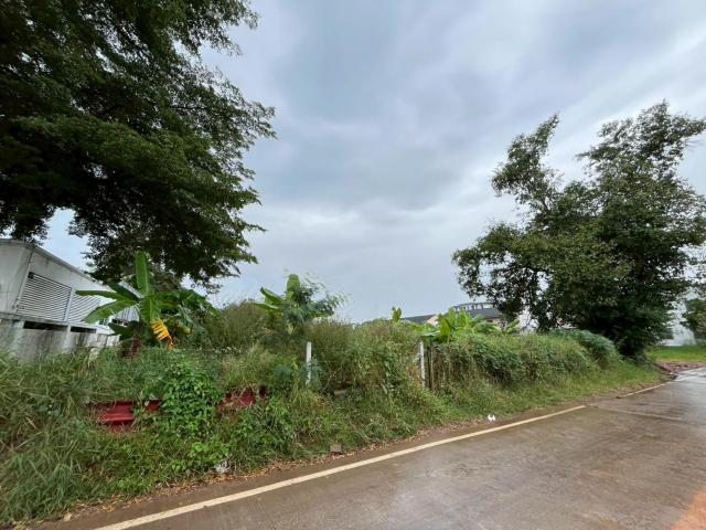 ���Թ ���ͧ �͹��