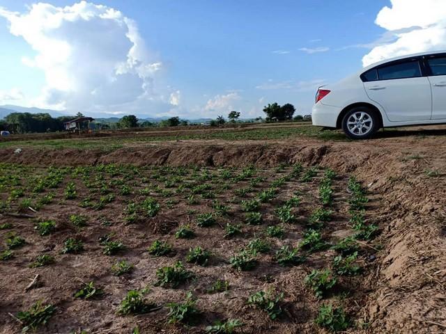 ��·��Թ ����ѧ�� ��ҹ