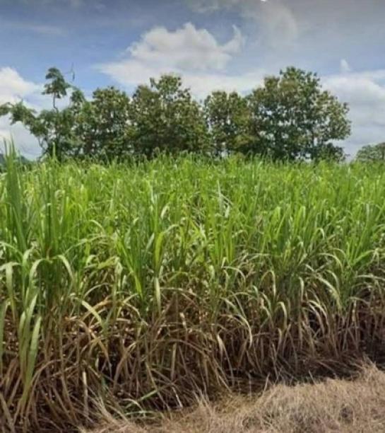 ���Թ ��� �ŧ�˭�