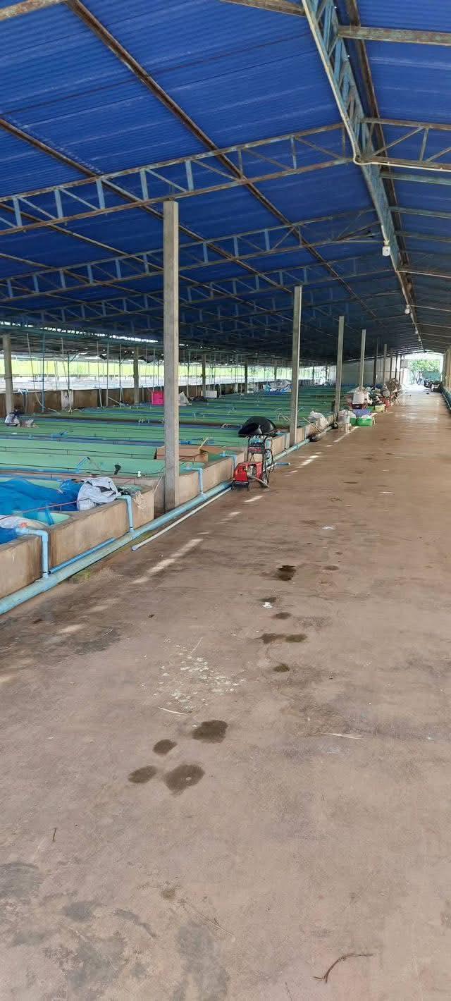 ����ç�ҹ ���ͧ��ᾧྪá�ᾧྪ�