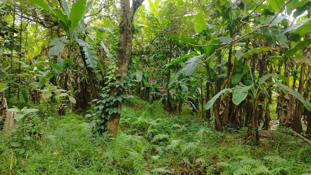 ���Թ ���ǹ �����¹