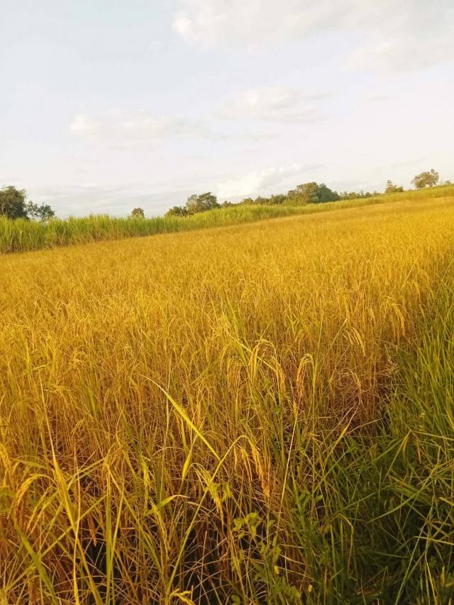 ���Թ �ӹ�