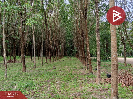 ���Թ 5 ���