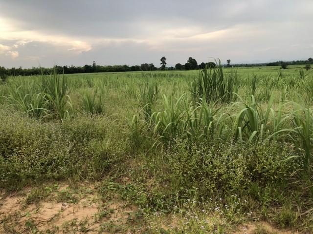 ���Թ �͹��