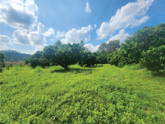 ���Թ���ᵧ ��§����