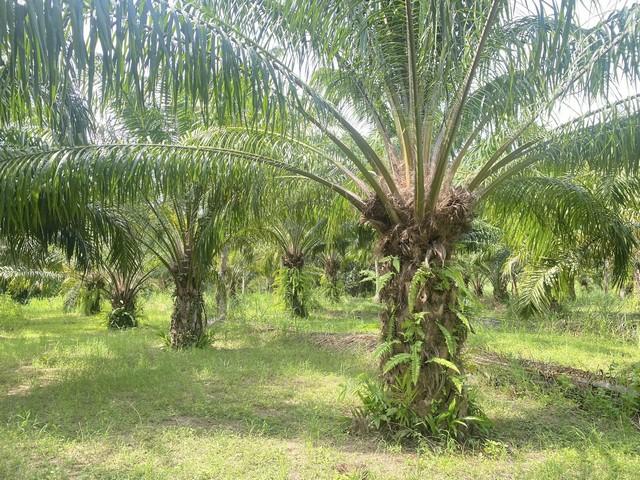 ���Թ������觪���� ��ШǺ���բѹ��